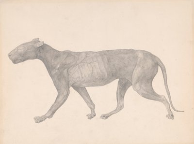 Tiger, Seitenansicht, mit entfernter Haut und Gewebe (Fertige Studie für Tabelle IX) von George Stubbs
