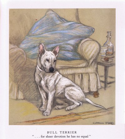 Bullterrier von George Vernon Stokes