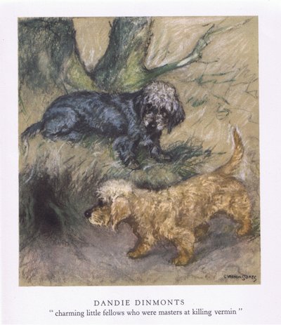 Dandie Dinmonts von George Vernon Stokes