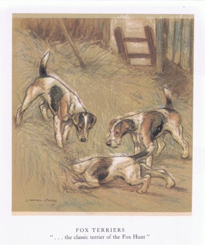 Foxterrier von George Vernon Stokes