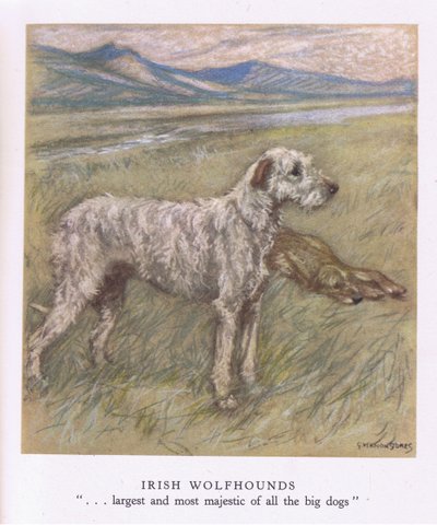 Irische Wolfshunde von George Vernon Stokes
