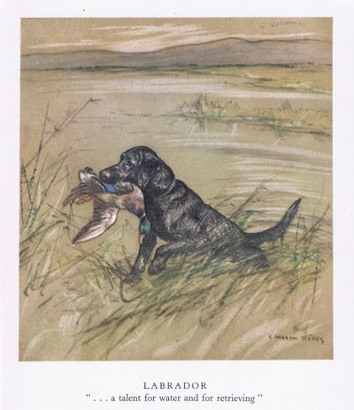 Labrador von George Vernon Stokes