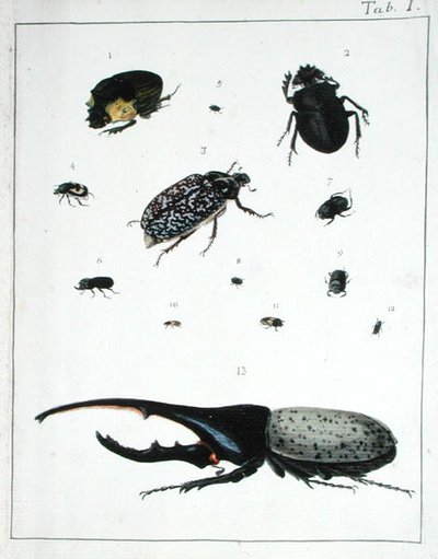 Verschiedene Käfer, Tafel I aus 
