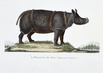 Naturgeschichtliche Tafel: Zoologische Darstellung des Java-Nashorns (Rhinoceros Javanicus) - in „Komplettwerke von Buffon“ von Naturforscher Georges Louis Leclerc, Graf von Buffon (1707 - 1788). Gravur von 1837 von Georges Louis Leclerc