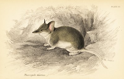 Gewöhnlicher Dunnart, Sminthopsis murina von Georges Robert Waterhouse