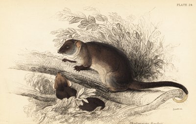 Gewöhnlicher Ringbeutler, Pseudocheirus peregrinus von Georges Robert Waterhouse