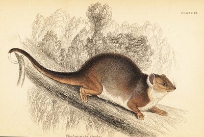 Gewöhnlicher Ringbeutler, Pseudocheirus peregrinus (Gravur) von Georges Robert Waterhouse