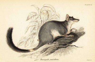 Tuan oder Gemeiner Wambenger, Phascogale tapoatafa, 1841 (Gravur) von Georges Robert Waterhouse