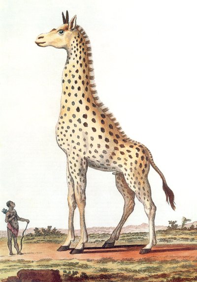 Zeichnung einer fantastischen männlichen Giraffe von Georges de Buffon