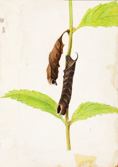 Gekräuselter toter Blatt nachahmender Sphinx-Raupe, frühes 20. Jahrhundert von Gerald H. Thayer