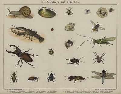 Tiere von German School