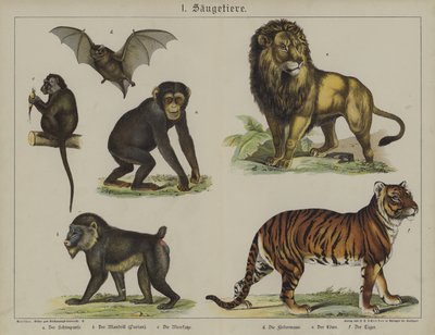 Tiere von German School