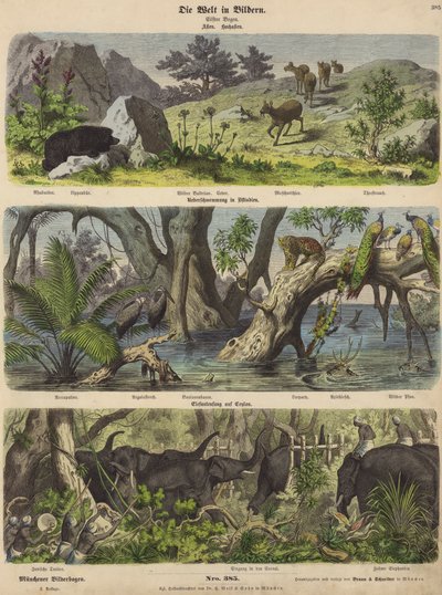 Asien: Bergtiere und Pflanzen; Überschwemmung in Ostindien; Elefantenfang in Ceylon von German School