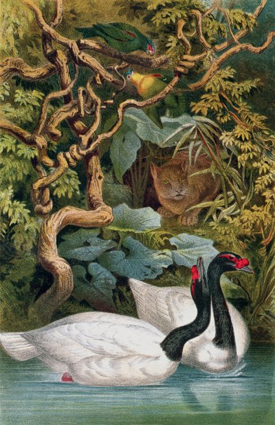 Schwan mit schwarzem Hals, Tafel aus Brehms Tierleben: Allgemeine Kunde des Tierreichs, Bd. 6, S. 598, veröffentlicht vom Bibliographischen Institut, 1892 von German School