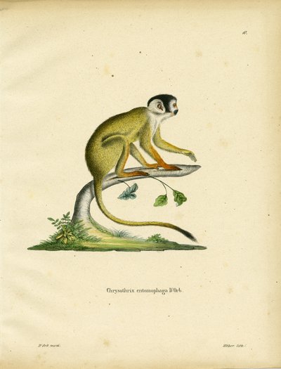 Schwarzgesichtiger Totenkopfaffe (farbige Gravur) von German School