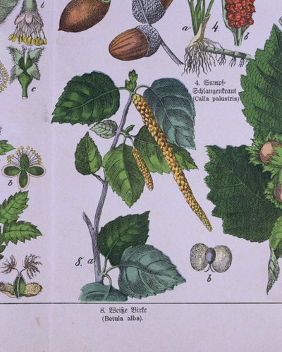 Zweig einer Silberbirke, aus einem Buch über das Klassifikationssystem von Carolus Linnaeus von G.H. von Schubert von German School