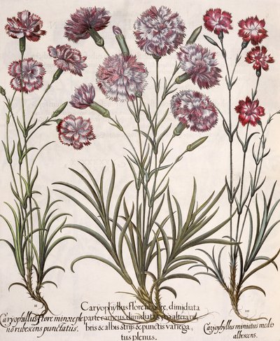 Nelken: 1. Caryophyllus flore majore; 2. Caryophyllus flore minor pleno rubescens punctatus; 3. Caryophyllus miniatus medis albescens, aus dem Hortus Eystettensis von Basil Besler, veröffentlicht 1613 von German School