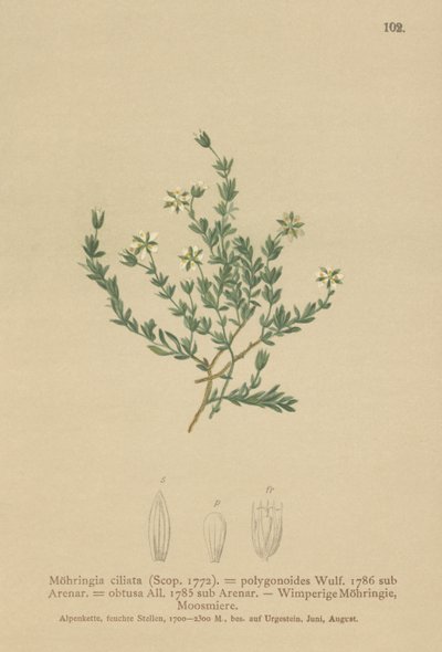 Kriechendes Sandkraut von German School