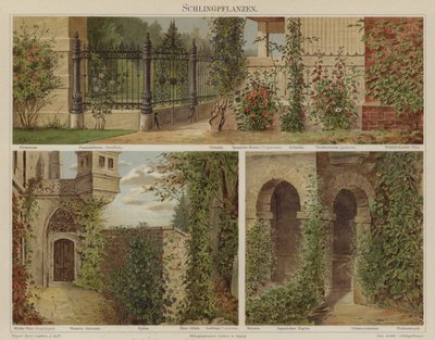 Kriechende und kletternde Pflanzen von German School