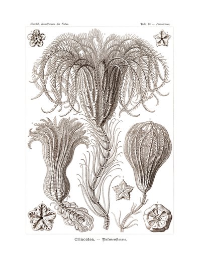 Crinoidea von German School