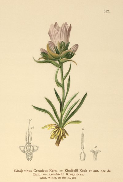 Kroatisches Grasglöckchen von German School
