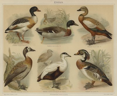 Enten von German School