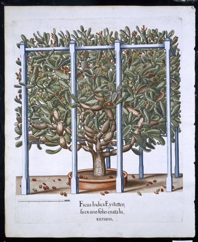 Ficus Indica Eystten aus Hortus Eystettensis von Basil Besler (1561-1629), veröffentlicht 1613 von German School