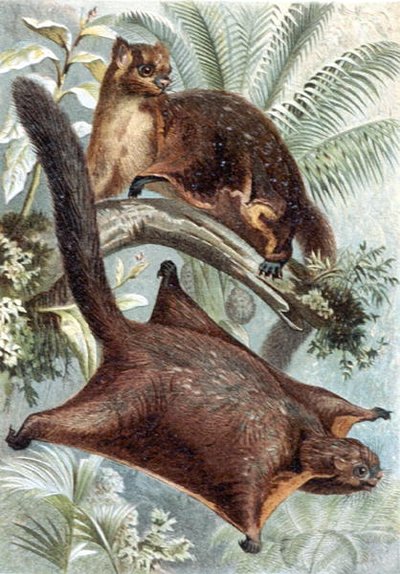 Flughörnchen, Tafel aus "Brehms Tierleben: Allgemeine Kunde des Tierreichs", Bd.2, S.421, veröffentlicht vom Bibliographischen Institut von German School