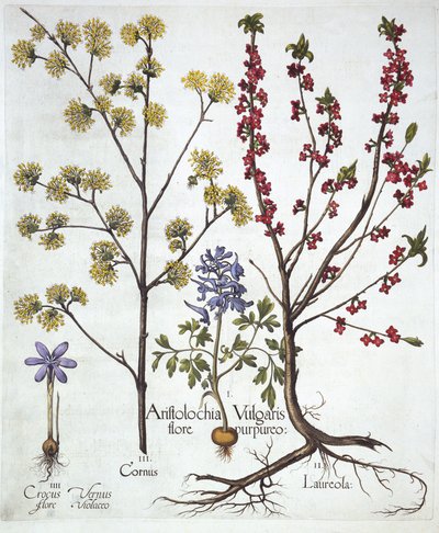 Lerchensporn, Seidelbast, Kornelkirsche und Frühlings-Krokus, aus Hortus Eystettensis, von Basil Besler, veröffentlicht 1613 von German School