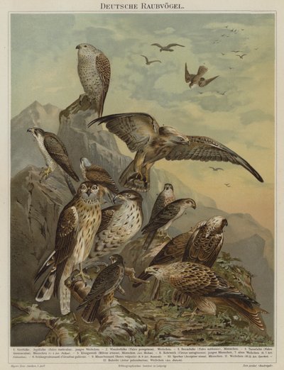 Deutsche Raubvögel von German School