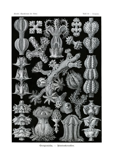 Gorgonida von German School