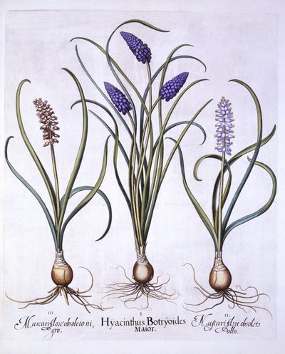 Traubenhyazinthen, aus Hortus Eystettensis, von Basil Besler, 1613 von German School