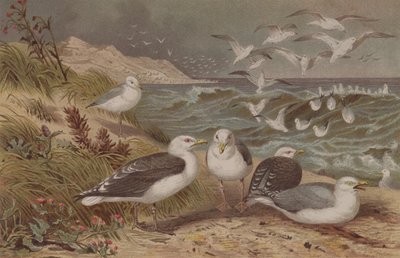 Silbermöwe und Mantelmöwe, Tafel aus Brehms Tierleben: Allgemeine Kunde des Tierreichs, Bd. 6, S. 108, veröffentlicht vom Bibliographischen Institut, 1892 von German School