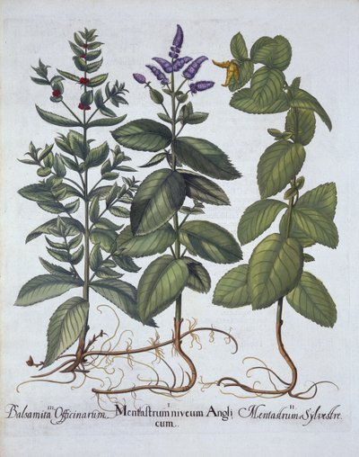 Rossminze und Grüne Minze, aus Hortus Eystettensis, von Basil Besler (1561-1629), veröffentlicht 1613 von German School