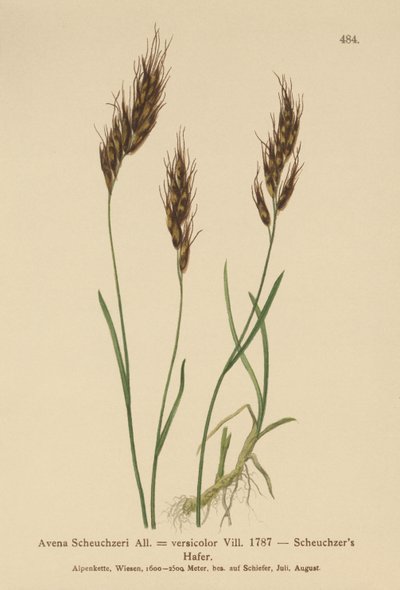 Hafergras (Avena Scheuchzeri, Avena versicolor, Avena alpina) von German School