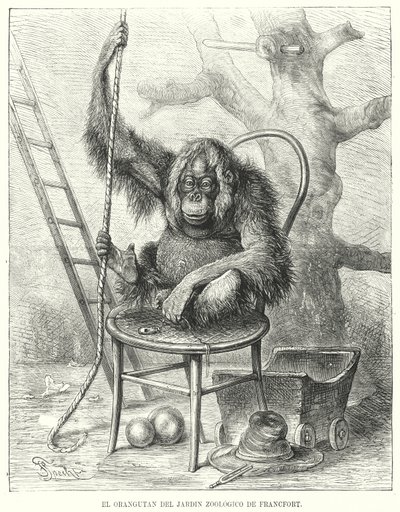 Orang-Utan im Frankfurter Zoo, Deutschland von German School