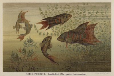 Paradiesfische von German School