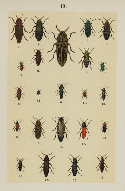 Tafel aus The Young Beetle-Collector
