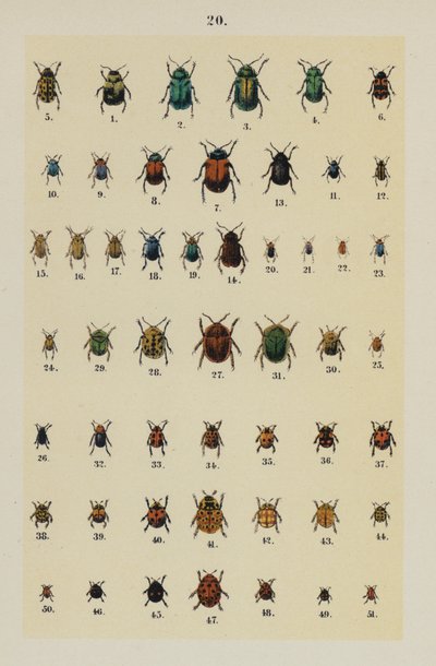 Tafel aus Das Handbuch des jungen Käfersammlers von German School