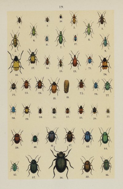 Tafel aus dem Handbuch des jungen Käfersammlers von German School