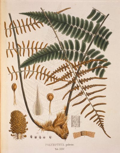 Polybotrya Pubens, Tafel XXV aus 