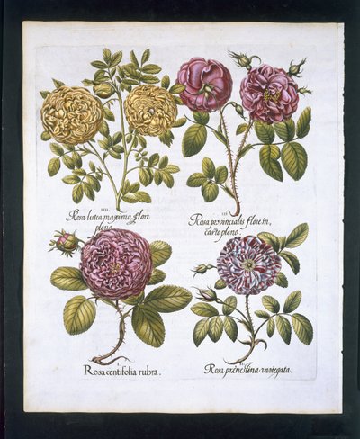 Rosen, Tafel 95 aus Hortus Eystettensis von Basil Besler (1561-1629), veröffentlicht 1613 von German School