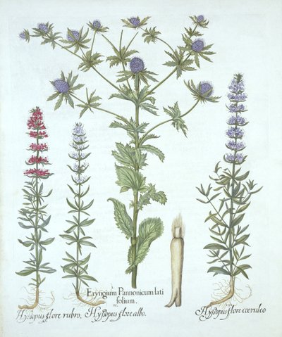 Meeresdistel und drei Arten von Ysop, aus Hortus Eystettensis, von Basil Besler, veröffentlicht 1613 von German School