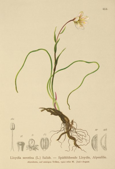 Snowdon-Lilie (Lloydia serotina, Gagea serotina, Lloydia alpina, Lloydia striata) von German School