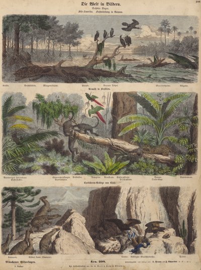 Südamerika: Mündung in Guyana; Dschungel in Brasilien; chilenische Anden (kolorierte Gravur) von German School