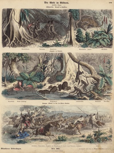 Südamerika: Dschungel in Brasilien; Flussufer in Guayana; Indianer überraschen Gauchos auf den Pampas und stehlen ihre Rinderherde von German School