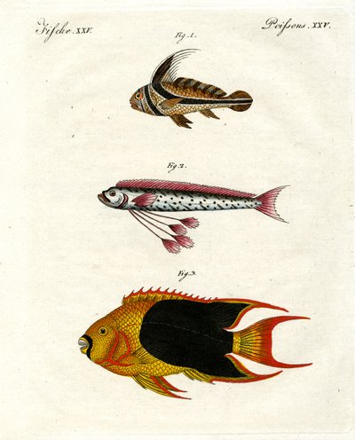 Seltsame Fische von German School
