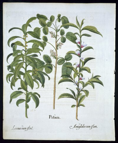 Pistazienbaum, Lorbeerbaum (Laurus Nobilis) und Mandelbaum, Tafel 6 aus Hortus Eystettensis von Basil Besler (1561-1629), veröffentlicht 1613 von German School