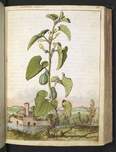 Aristolochia clematitis, aus "Paintings of Flora of the Roman States" von Gherardo Cibo von Gherardo Cibo