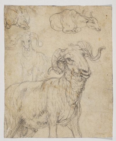 Widder und Büffel, verso von Giovanni da Udine (after)